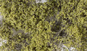 Trees, leaves and plants