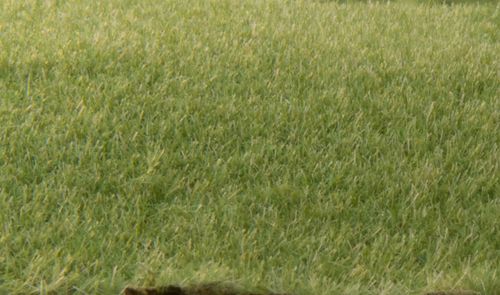 Static Grass Medium Green 2mm - Woodland Scenics FS614