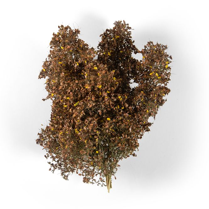 Main Image Late Fall Filigree Bushes