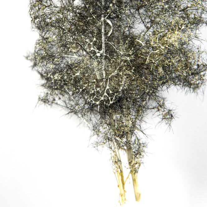 Main Image Fantasy Bushes - Black-White (AK8265)